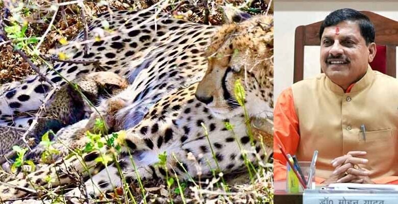 कूनो-में-खुशखबरी:-मादा-चीता-गामिनी-ने-दिए-4-शावकों-को-जन्म,-मुख्यमंत्री-डॉ.-यादव-ने-दी-बधाई