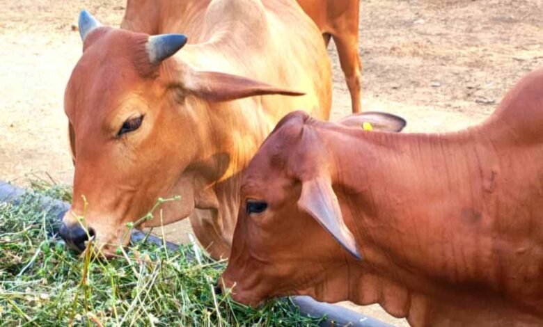 गोरस-मोबाइल-ऐप-से-पशुपालकों-को-मिलेगी-जानकारी,-बढ़ेगा-दूध-उत्पादन,-पशुपालकों-की-आय-में-होगा-इजाफा