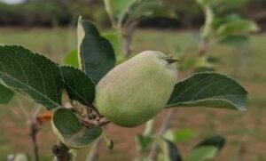 मध्य-प्रदेश-के-सबसे-ऊंचे-स्थान-पर-सेब-के-बागान,-पचमढ़ी-में-गर्म-जलवायु-में-तोड़ा-ठंडे-इलाके-का-मिथक