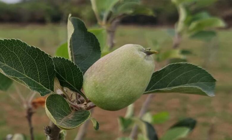 मध्य-प्रदेश-के-सबसे-ऊंचे-स्थान-पर-सेब-के-बागान,-पचमढ़ी-में-गर्म-जलवायु-में-तोड़ा-ठंडे-इलाके-का-मिथक