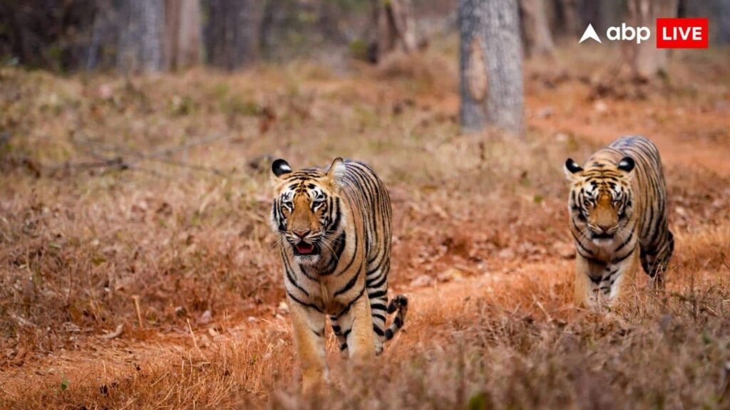 uttarakhand-news:-उत्तराखंड-में-बढ़ता-मानव-वन्यजीव-संघर्ष,-3-महीनों-में-117-हमले,-20-मौतें,-बाघ-अटैक-सबसे-ज्यादा