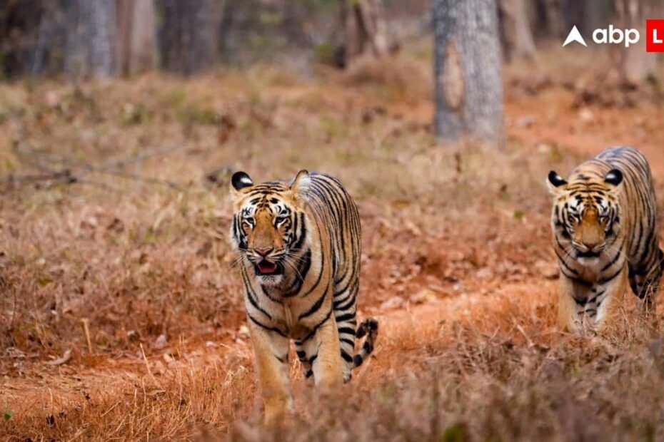 uttarakhand-news:-उत्तराखंड-में-बढ़ता-मानव-वन्यजीव-संघर्ष,-3-महीनों-में-117-हमले,-20-मौतें,-बाघ-अटैक-सबसे-ज्यादा