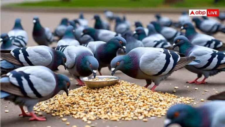 delhi-news:-दिल्ली-में-कबूतरों-को-दाना-खिलाना-अब-पड़ेगा-भारी,-ndmc-ने-बढ़ाई-सख्ती,-अब-तक-कटे-इतने-चालान