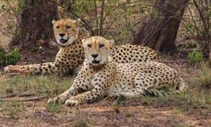 मंदसौर-में-चीता-संरक्षण-की-दिशा-में-ऐतिहासिक-कदम,-प्रभास-और-पावक-ने-पार-किया-बड़ा-पड़ाव