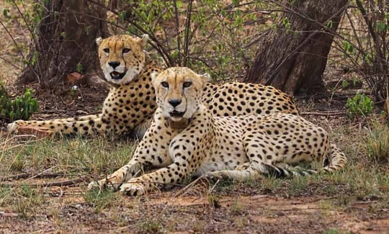 मंदसौर-में-चीता-संरक्षण-की-दिशा-में-ऐतिहासिक-कदम,-प्रभास-और-पावक-ने-पार-किया-बड़ा-पड़ाव