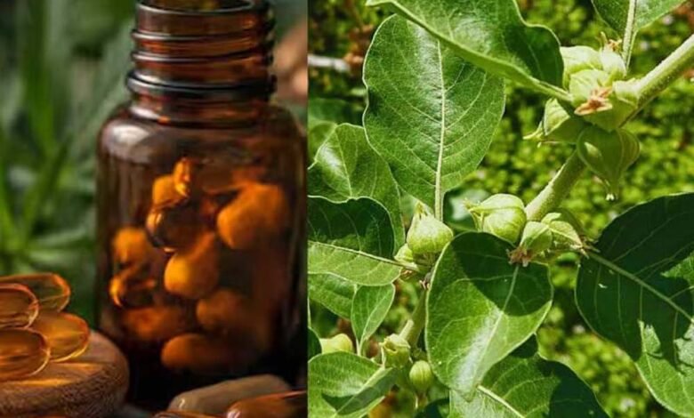 fssai-का-बड़ा-फैसला:-अश्वगंधा-की-पत्तियों-पर-रोक-क्यों?-जानें-जड़-के-फायदे-और-नुकसान