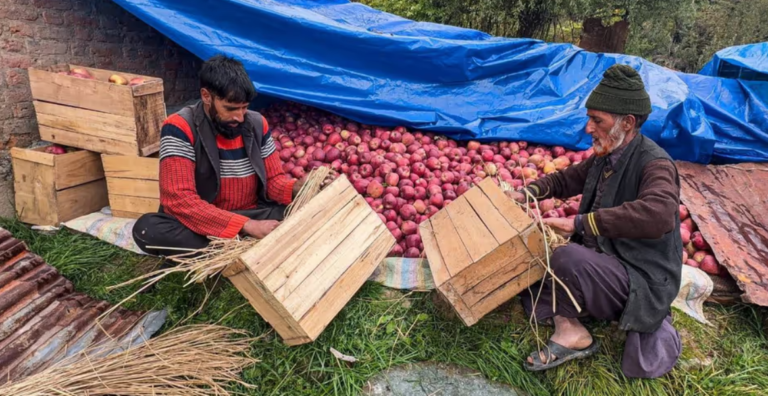 कश्मीर की सेब अर्थव्यवस्था पर मौसम की मार, ओलावृष्टि और बदलते मौसम ने बढ़ाई बागवानों की चिंता