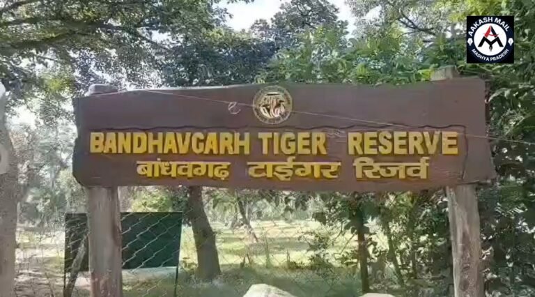 बांधवगढ़ टाइगर रिजर्व में फिर मानव–वन्यजीव संघर्ष, बाघ के हमले में वृद्ध की मौत, ग्रामीणों में आक्रोश